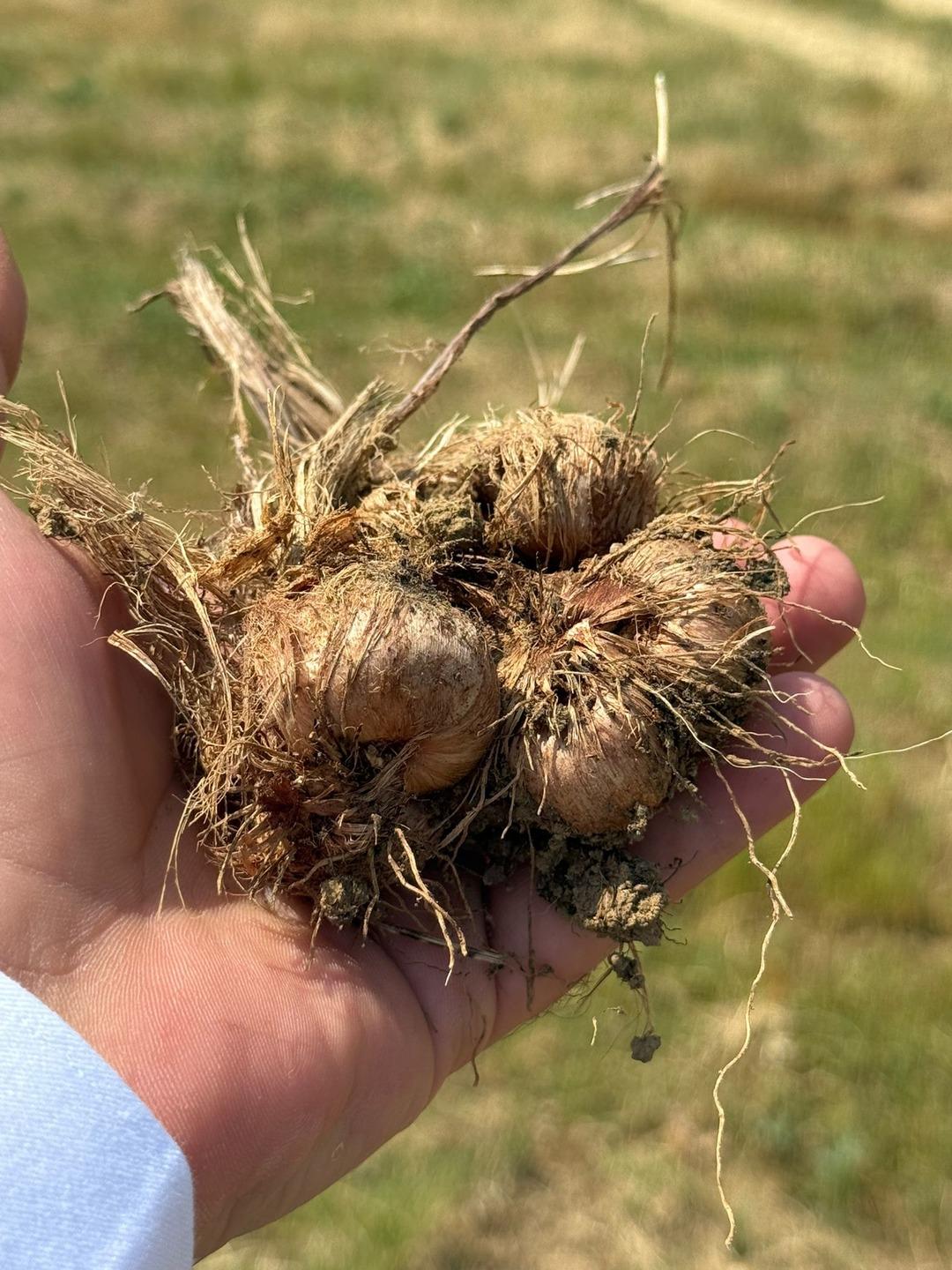 Safranbolu safranında soğan hasadı başladı! "Safranı geleceğe taşımak için hep birlikte çalışacağız" 2