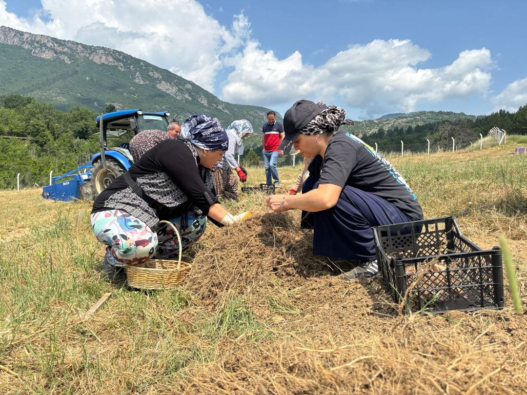 Safranbolu safranında soğan hasadı başladı! "Safranı geleceğe taşımak için hep birlikte çalışacağız" 3