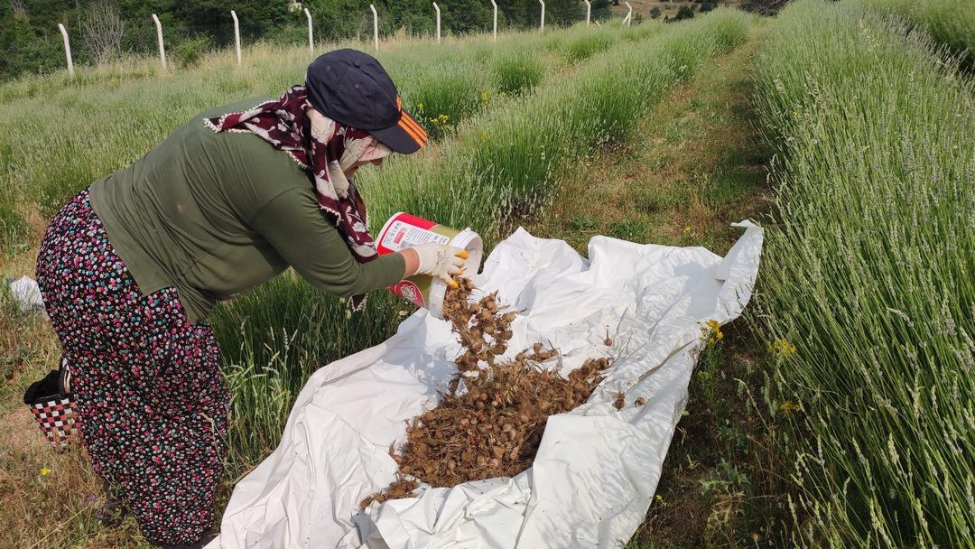 Safranbolu safranında soğan hasadı başladı! "Safranı geleceğe taşımak için hep birlikte çalışacağız" 4