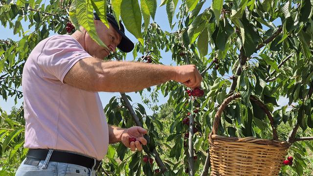 Tekirdağ'da kiraz üretimi devam ediyor! 3 bin ton rekolte beklentisi