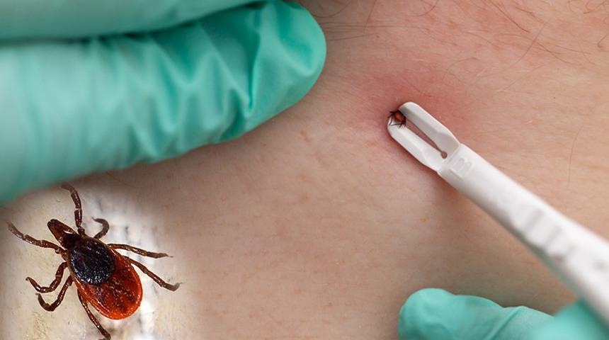 30 kene türüne dikkat! Bu türler birçok farklı hastalık virüsü taşıyor! Uzmanlar uyarıyor...