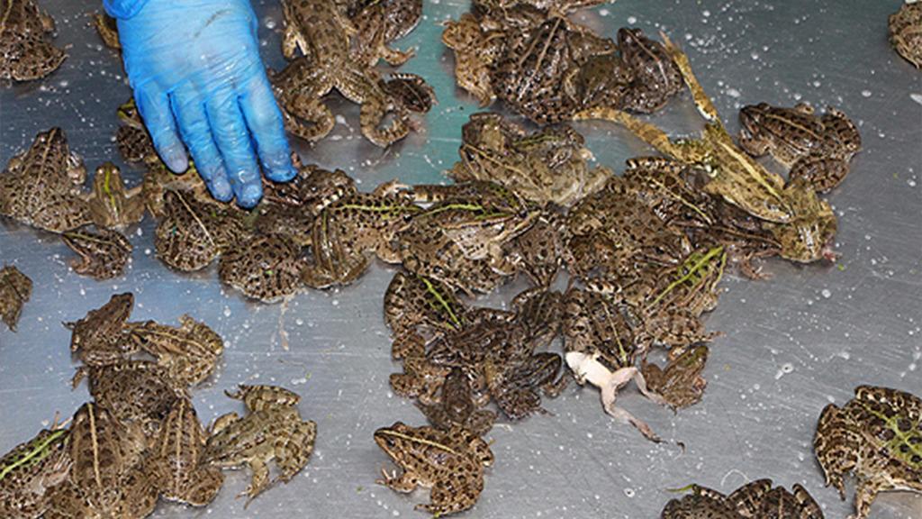 T�rkiye Kurba�a �hracat�ndan Rekor Gelir Elde Etti