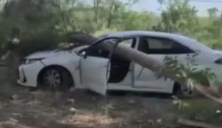 Radar aracının üzerine ağaç devrildi!