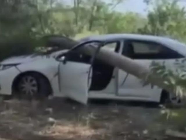 Radar aracının üzerine ağaç devrildi!
