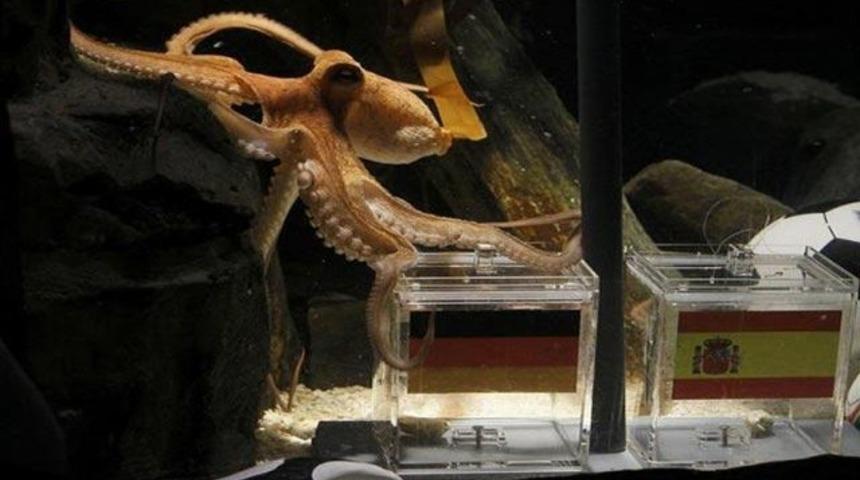 Paul tahmin yapmıyor!