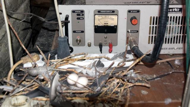 Güvercin radyo vericisine yuva yapınca, 30 bin tl masraf edip yeni verici aldı