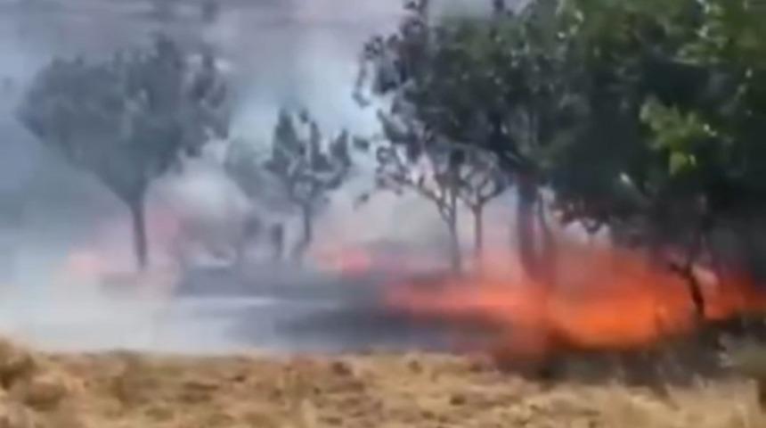 Çay demlemek için yakılan ateş fıstık ağaçlarını küle çevirdi