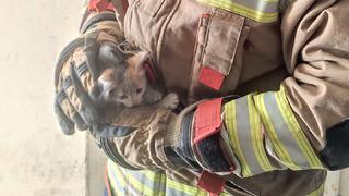 Havalandırma boşluğuna düşen kediyi itfaiye kurtardı