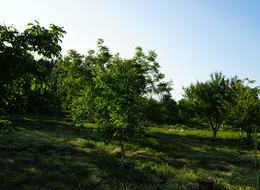 Tarlanın birini sattı, diğerini... 2,8 dönüm imarlı arazi! Televizyonda görüp aynısını yaptı