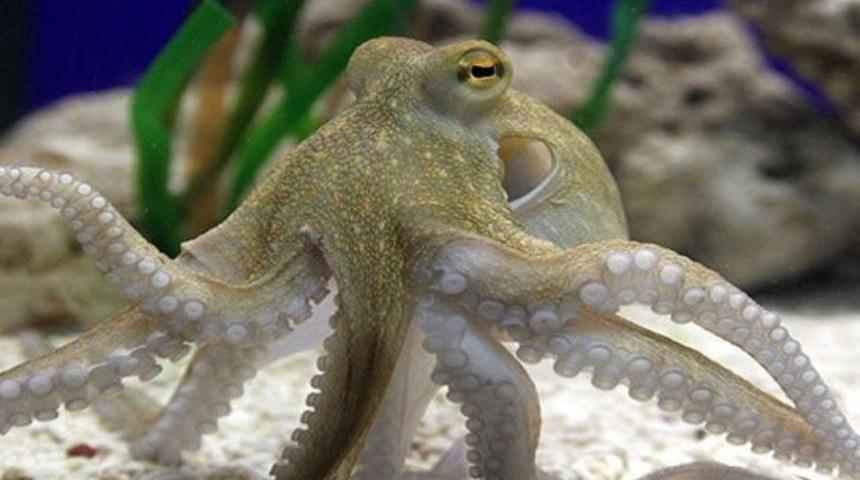 Ve karşınızda Paul II