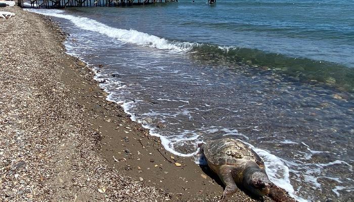 20383559-700x400 Çanakkale'de ölü caretta caretta sahile vurdu