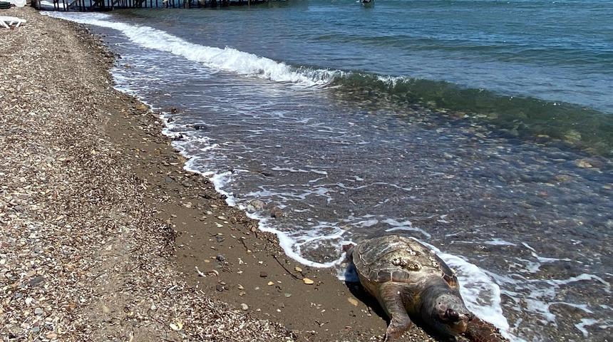 Çanakkale'de ölü caretta caretta sahile vurdu