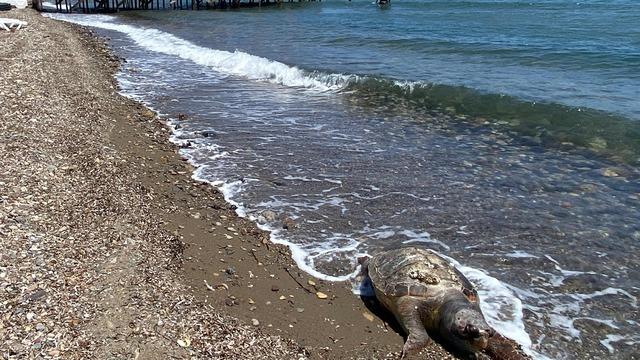 Çanakkale'de ölü caretta caretta sahile vurdu
