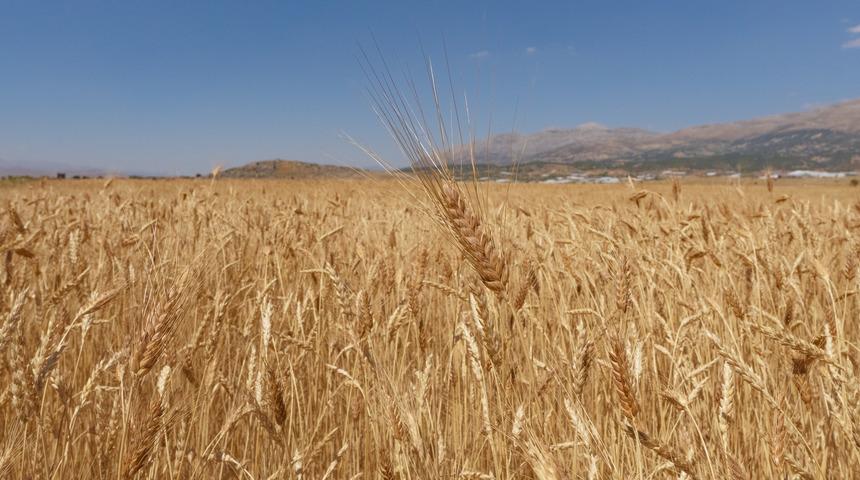 Karakılçık buğdayının faydaları nelerdir? Karakılçık buğdayı neye iyi gelir?