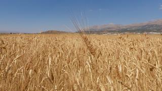 Karakılçık buğdayının faydaları nelerdir? Karakılçık buğdayı neye iyi gelir?