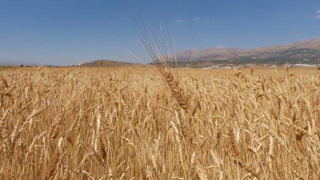 Karakılçık buğdayının faydaları nelerdir? Karakılçık buğdayı neye iyi gelir?