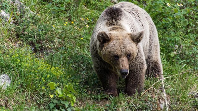 Ardahan'da korkunç olay: 22 yaşındaki engelli genç ayı saldırısının kurbanı oldu!