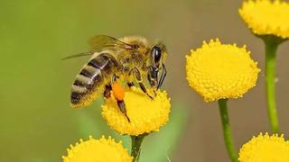 Camları bile açmayın uyarısı! Semptomlar hayatı etkiliyor: Nefes darlığı, burun akıntısı, öksürük, hapşırık, boğazda ağrı ve yanma...