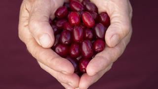 Kızılcığın faydaları nelerdir? Kızılcık neye iyi gelir?