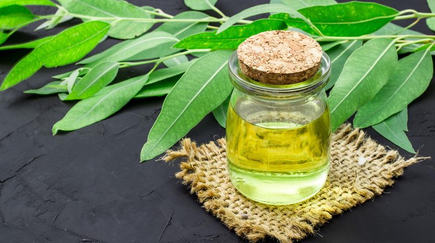 Okaliptüs yağının faydaları nelerdir? Okaliptüs yağı ne işe yarar, neye iyi gelir? Okaliptüs yağı saça faydaları