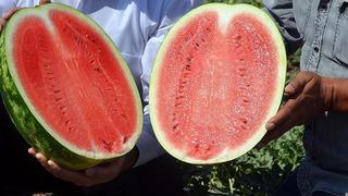 Karpuzun gizli yüzü: Tatlı ve tehlikeli olabilir! Karpuzu yanlış yiyorsanız dikkat: Özellikle bu hastalar dikkatli tüketmeli