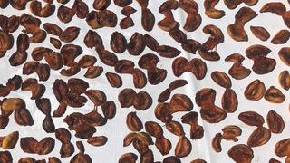 Altın ile yarışıyor! Tazesi 100 lira kurusu 1000 lira, üretimin yarısından fazlası bitecek