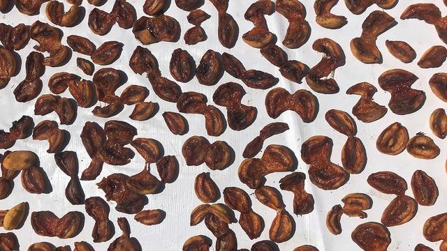 Altın ile yarışıyor! Tazesi 100 lira kurusu 1000 lira, üretimin yarısından fazlası bitecek