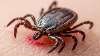 KKKA kabusu! Ciddi artış var: 1000'e yakın vaka ve 50'ye yakın ölüm Özellikle bu bölgelere dikkat!