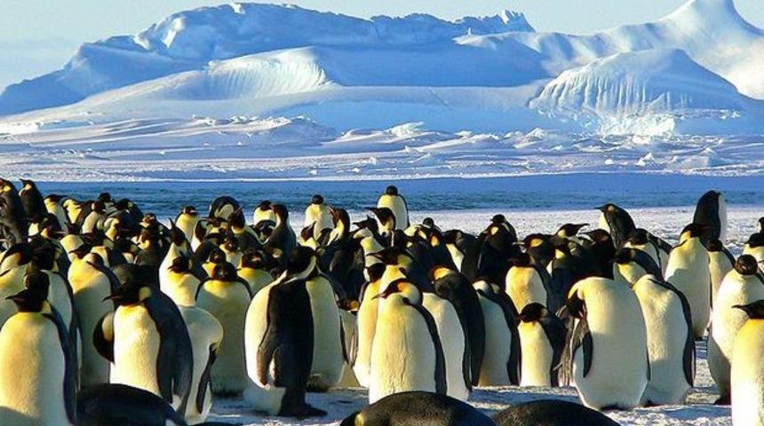 Antarktika'da 1,5 milyonluk yeni penguen sürüsü keşfedildi