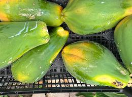 Kilosu 100 lira tezgahlarda yerini aldı! Hasat yeni başladı ama talep yoğun 