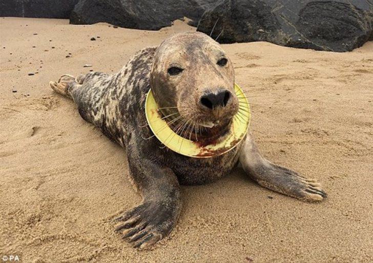 İnsanlığınızdan utandıran fotoğraflar  G1