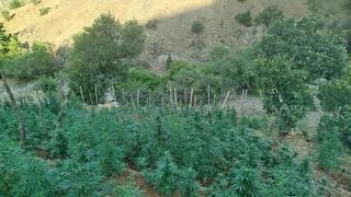 Bingöl’de 15 bin kök kenevir ele geçirildi