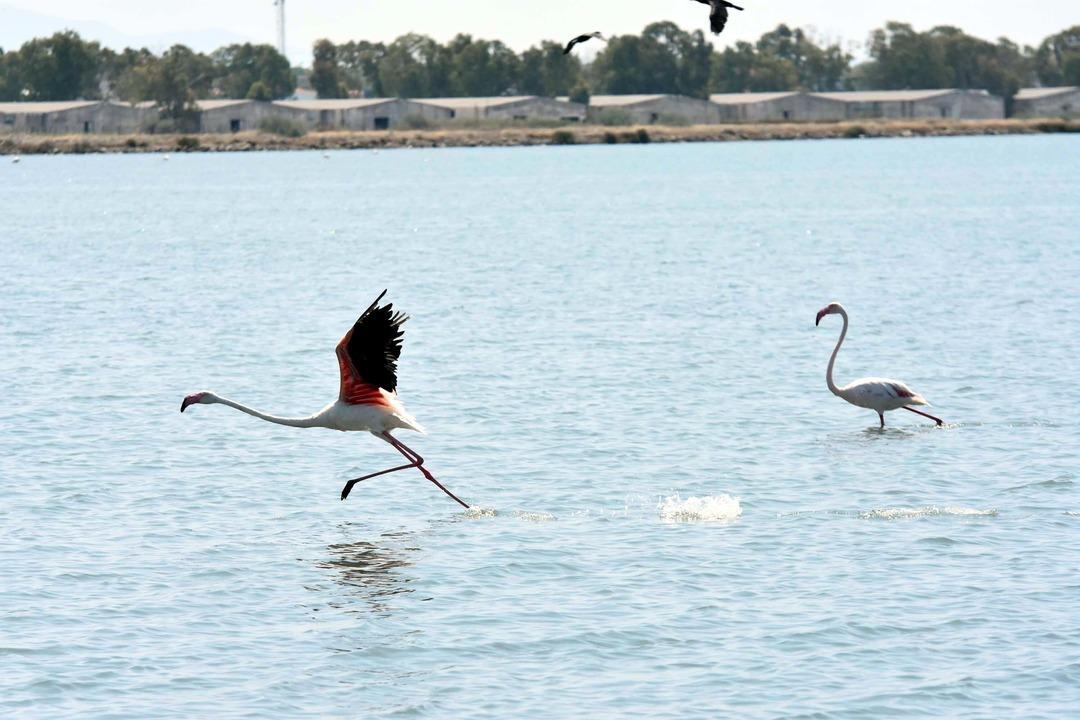 İzmir de yaşandı: 13 bin tane! Mucizevi doğa olayı görenleri büyüledi... 5
