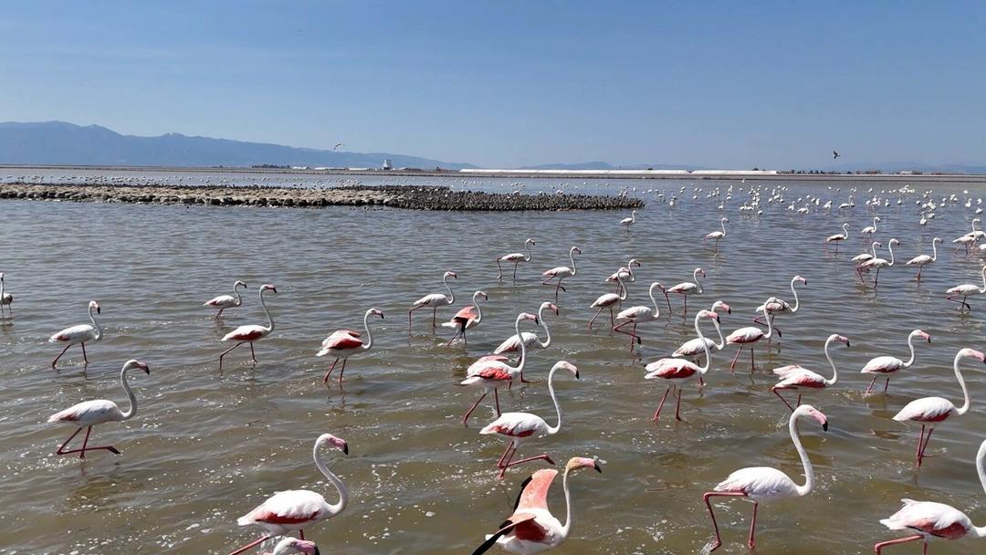 İzmir de yaşandı: 13 bin tane! Mucizevi doğa olayı görenleri büyüledi... 4