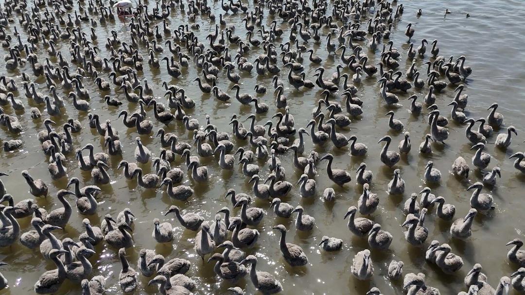 İzmir de yaşandı: 13 bin tane! Mucizevi doğa olayı görenleri büyüledi... 1