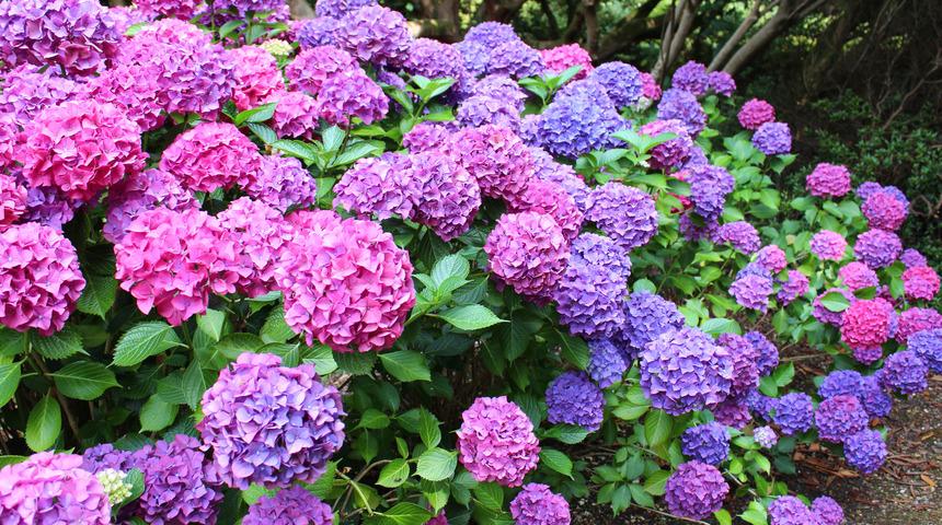 Ortanca çiçeğinin faydaları nelerdir? Ortanca çiçeğinin özellikleri ve faydaları