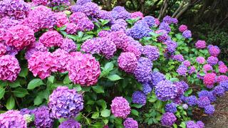 Ortanca çiçeğinin faydaları nelerdir? Ortanca çiçeğinin özellikleri ve faydaları