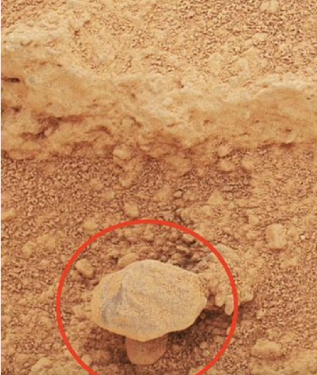 Mars taki görüntü merak uyandırdı! Canlı bir mantar türü mü? Uzmanlar açıkladı... 1