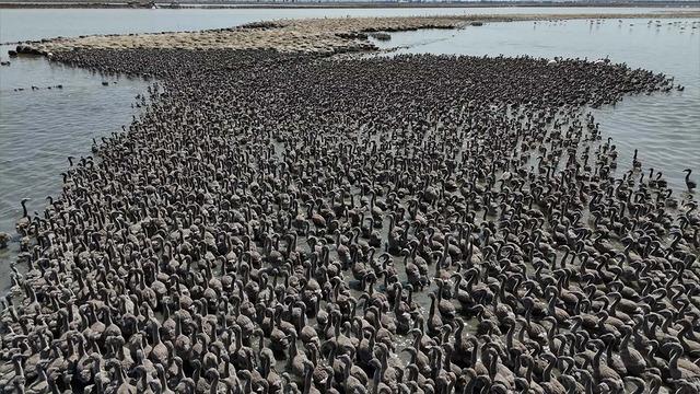 İzmir'de yaşandı: 13 bin tane! Mucizevi doğa olayı görenleri büyüledi...