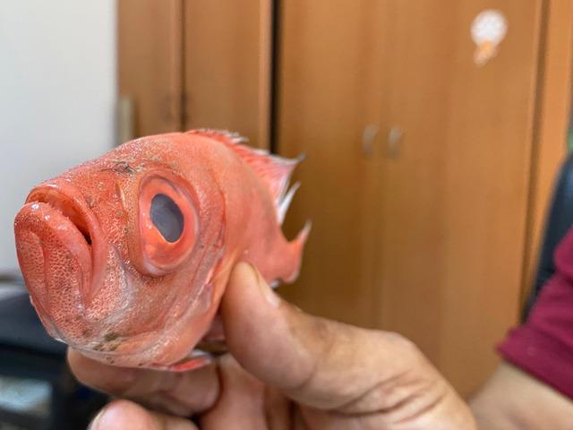 Antalya'da ilk kez görüldü: Kocaman gözler!