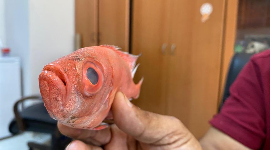 Antalya'da ilk kez görüldü: Kocaman gözlere sahip bir tür! 