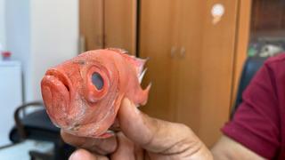 Antalya'da ilk kez görüldü: Kocaman gözlere sahip bir tür! 