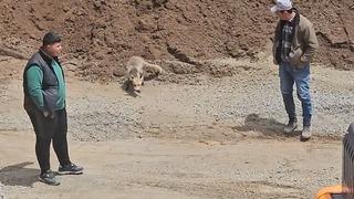 Ahlat’ta tilki, pomza ocağının müdavimi oldu: Her gün işçilerin sofrasına konuk oluyor