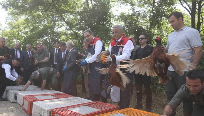 20405012-700x400 Kahverengi kokarca ile mücadele sürüyor! 15 bin samuray arıcığı ile 300 sülün doğaya bırakıldı
