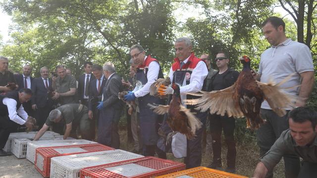 Kahverengi kokarca ile mücadele sürüyor! 15 bin samuray arıcığı ile 300 sülün doğaya bırakıldı