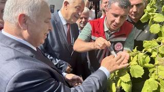 Kahverengi kokarcayla mücadele edecekler! Trabzon'da samuray arıları doğaya salındı