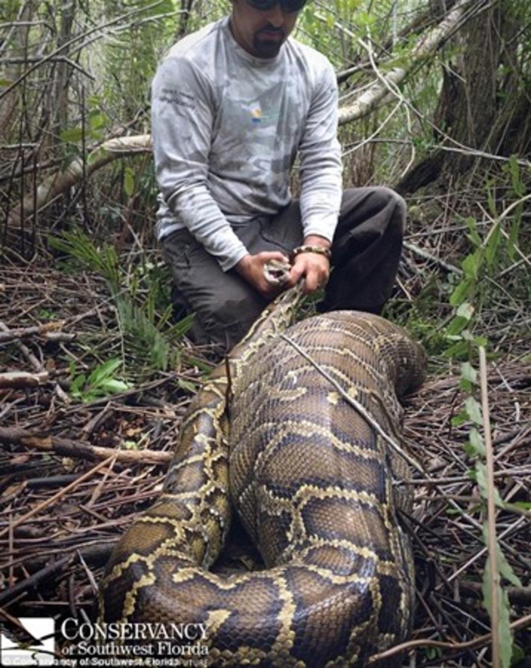 Dev pitonun karnını a&ccedil;ınca..