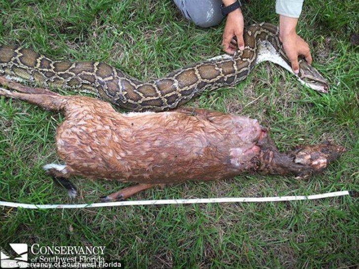 Dev yılanı böyle yakaladılar G3