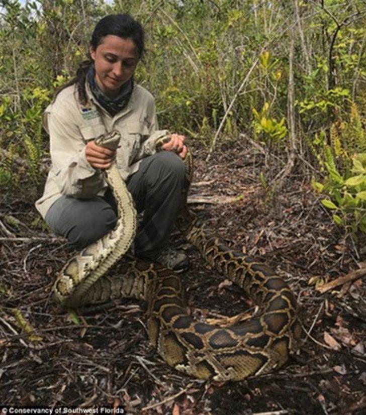 Dev yılanı böyle yakaladılar G4