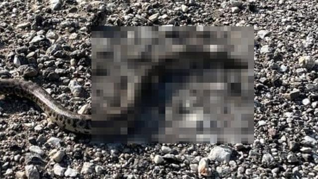 Yürüyüş yaparken gördü! Çift başlı çıktı, o ilde ilk kez görüldü